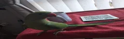 Parakeets birds for sale: Indian ring neck parrot  - Advert 10