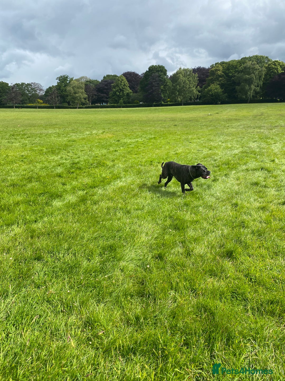 Cane Corso dogs for sale: Bruno  - Advert 8