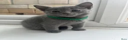 Russian Blue cats for sale: TICA REGISTERED Pure Breed Russian Blue Kittens - Advert 7