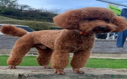 Miniature Poodle dogs for sale: Gorgeous Red Minature Poodles Puppies  - Image 39
