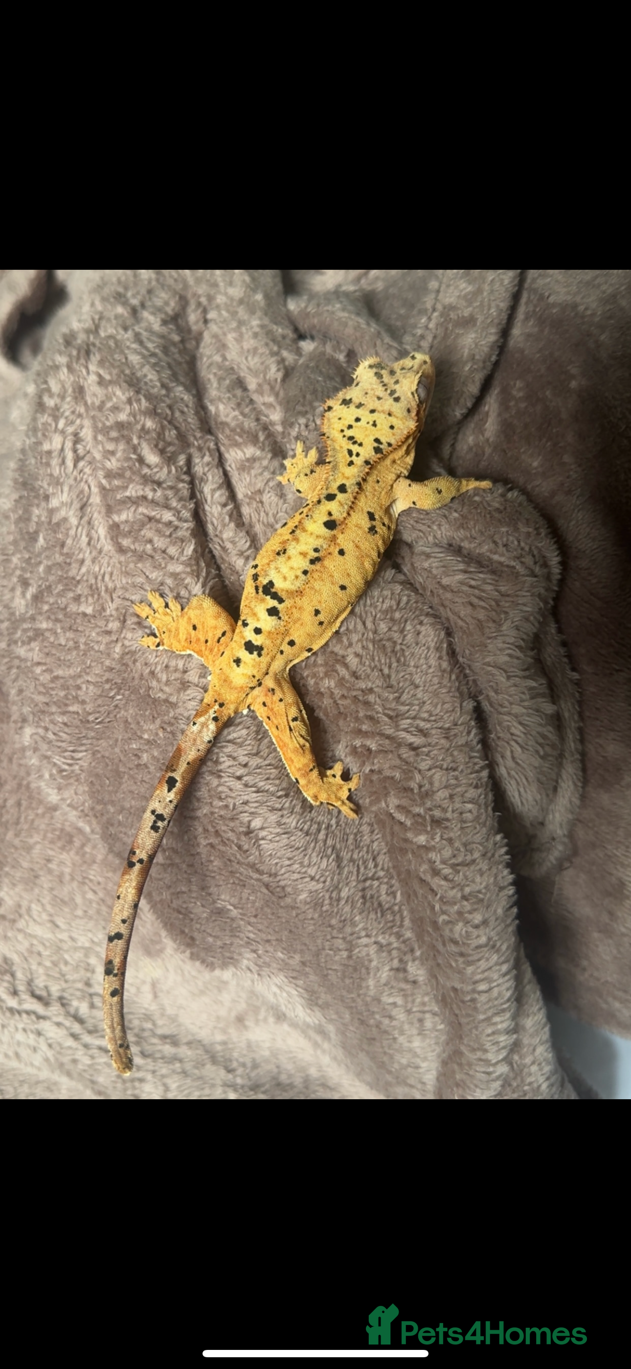 Gecko reptiles Dalmatian crested gecko - Advert 22