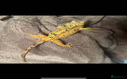 Gecko reptiles for sale: Dalmatian crested gecko - Image 1