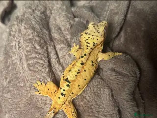 Gecko reptiles Dalmatian crested gecko - Advert 5