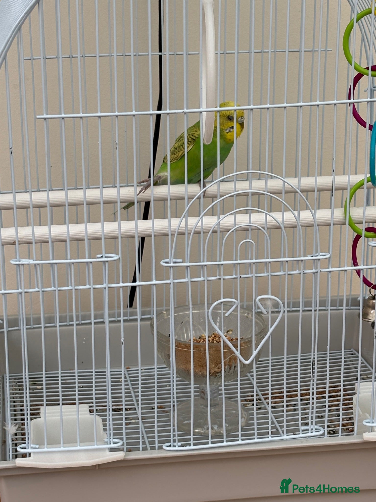 Budgerigars birds Budgie for sale - Male, green, 3 months old  - Advert 5
