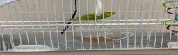 Budgerigars birds for sale: Budgie for sale - Male, green, 3 months old  - Advert 1