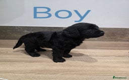 Labradoodle dogs for sale: Gorgeous Labradoodle Babies  - Image 2