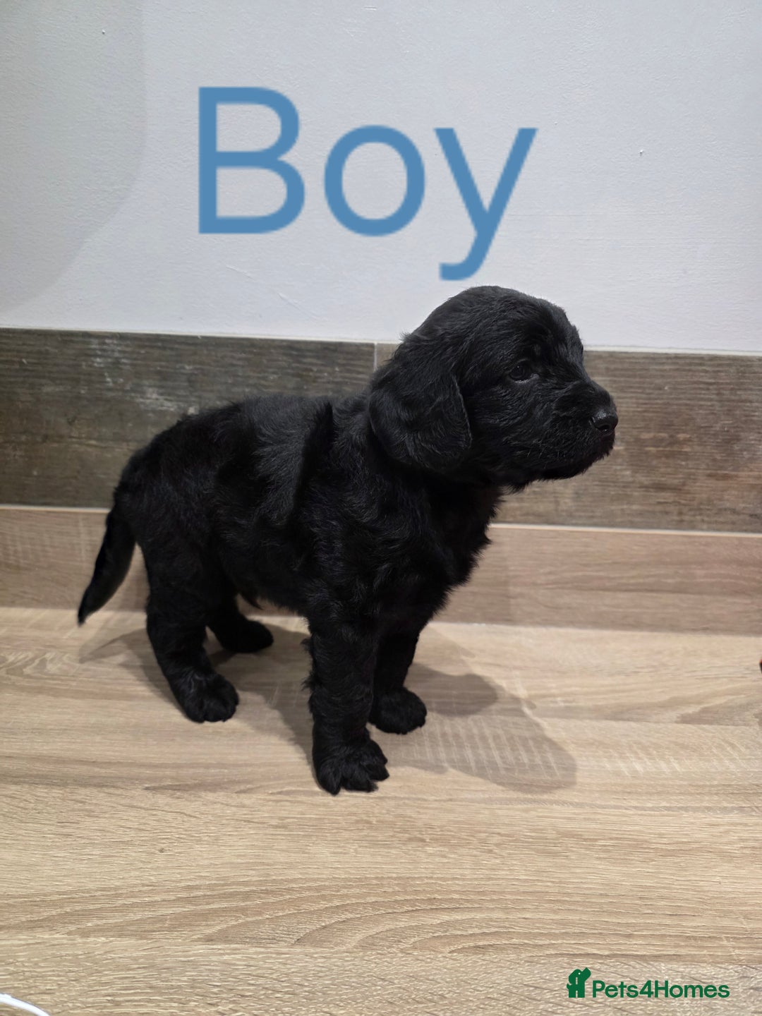 Labradoodle dogs for sale: Gorgeous Labradoodle Babies  - Image 2