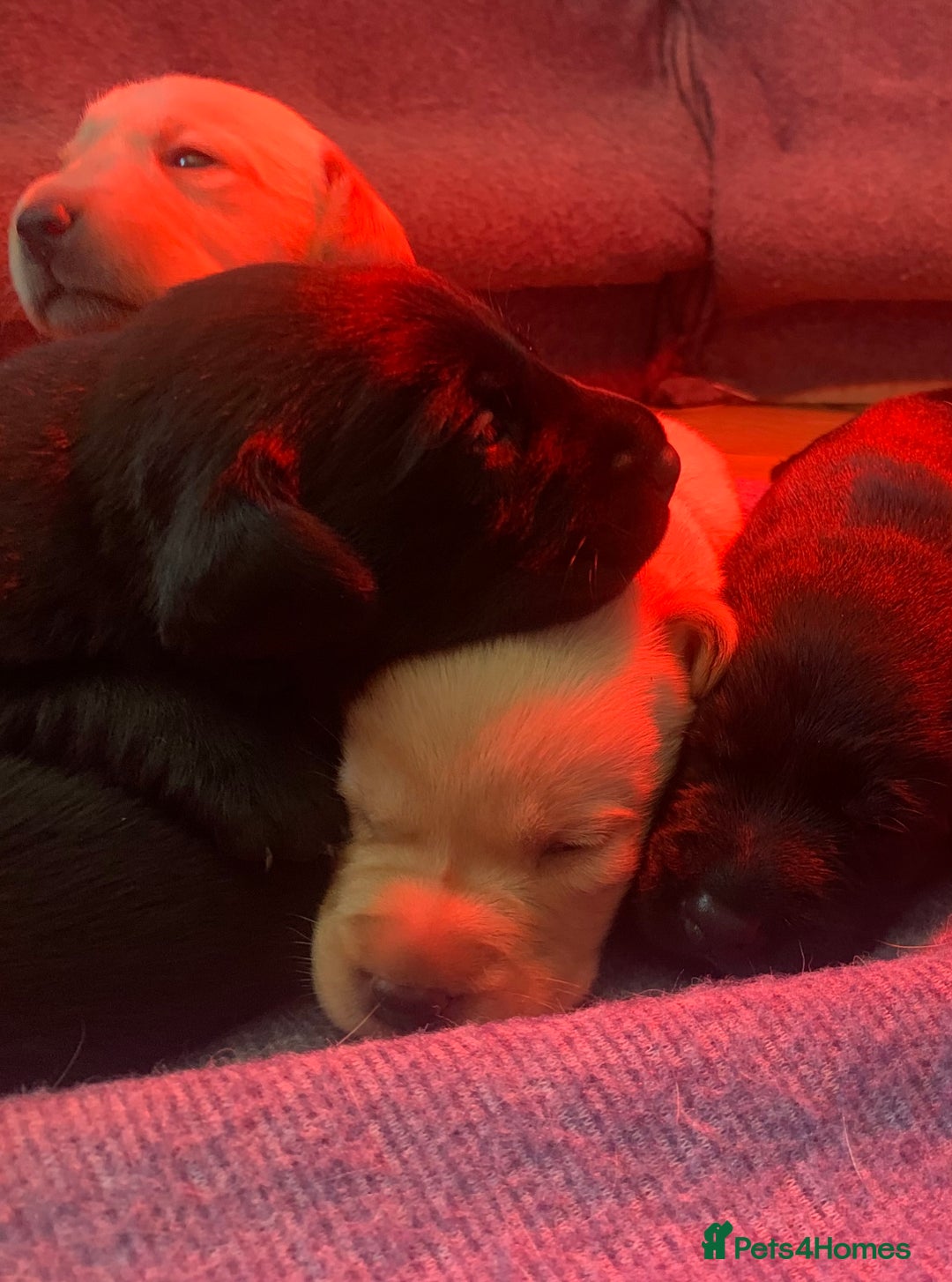 Labrador Retriever dogs for sale: KC Labrador puppy 🐾 - Image 12