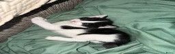 Mixed Breed cats for sale: 4x kittens  - Advert 7