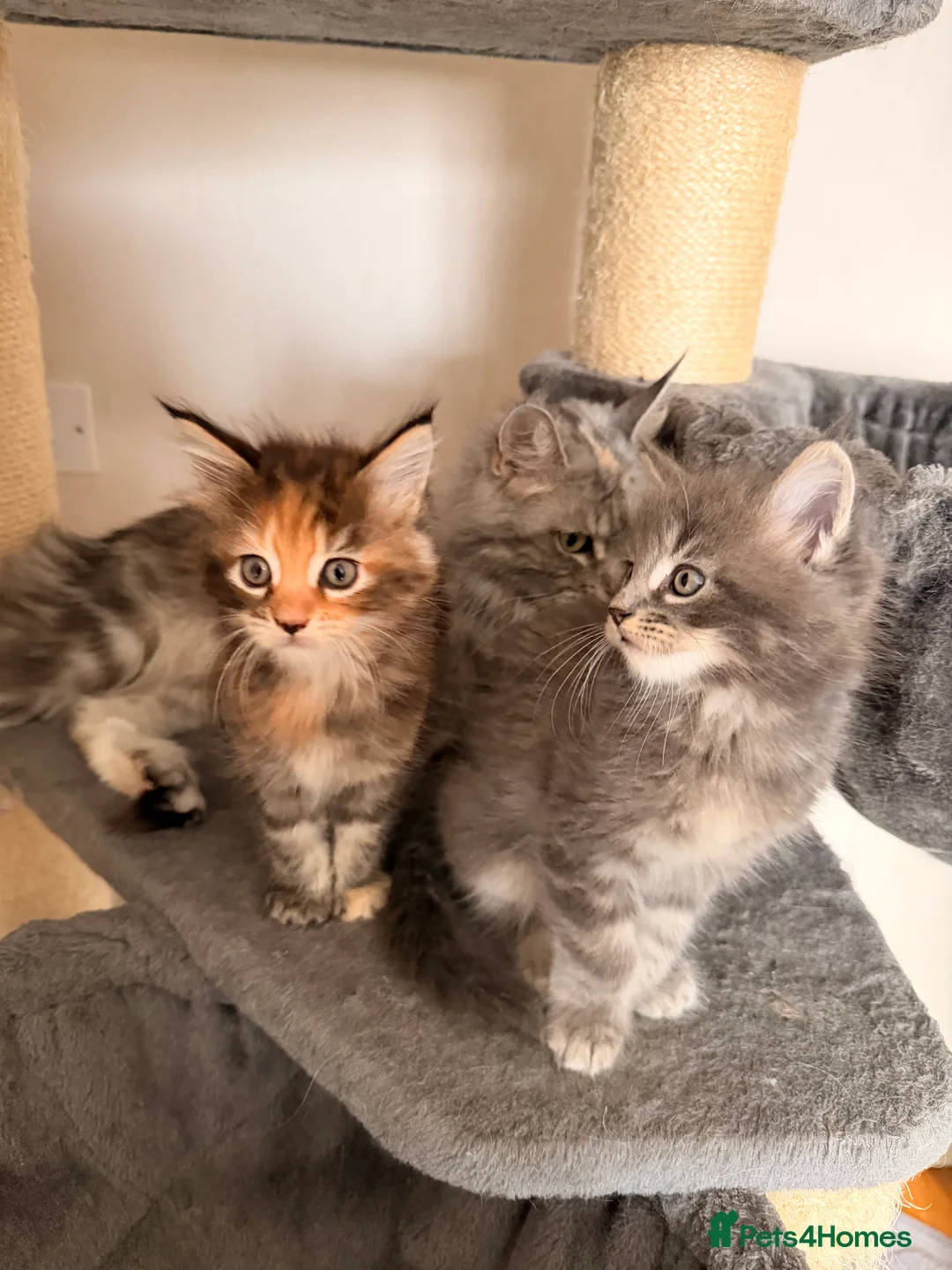 Maine Coon cats for sale: Maine coon kittens - Advert 37