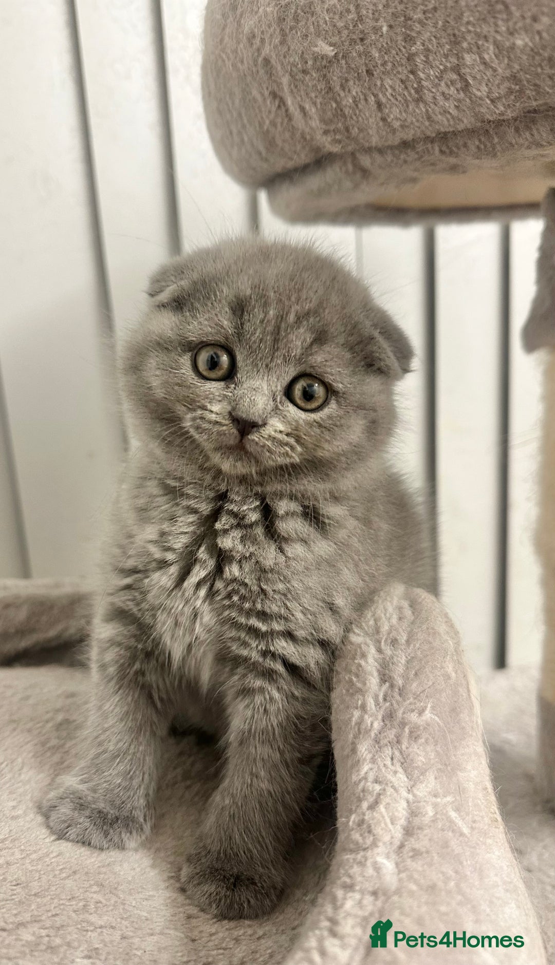 Scottish Fold cats for sale: ✨💜 Scottish Fold Girls For Sale 💜✨ - Advert 2