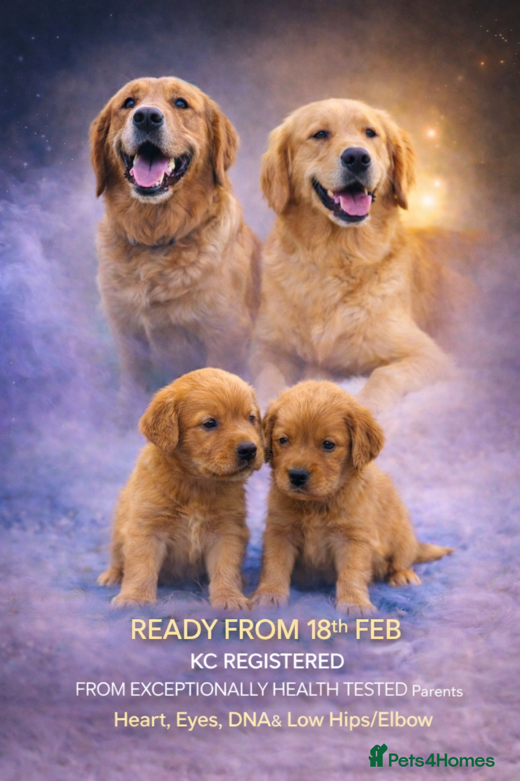 Golden Retriever dogs KC Dark Golden Retrievers 🧬 Health Tested Parents - Advert 3