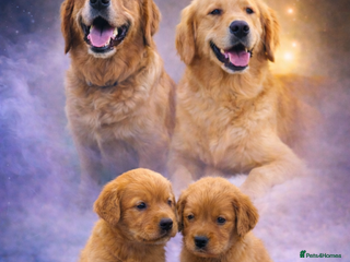 Golden Retriever dogs KC Dark Golden Retrievers 🧬 Health Tested Parents - Advert 3