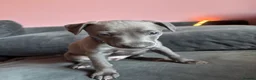 Italian Greyhound dogs for sale: Italian Greyhound & one quarter Whippet puppies  - Advert 4