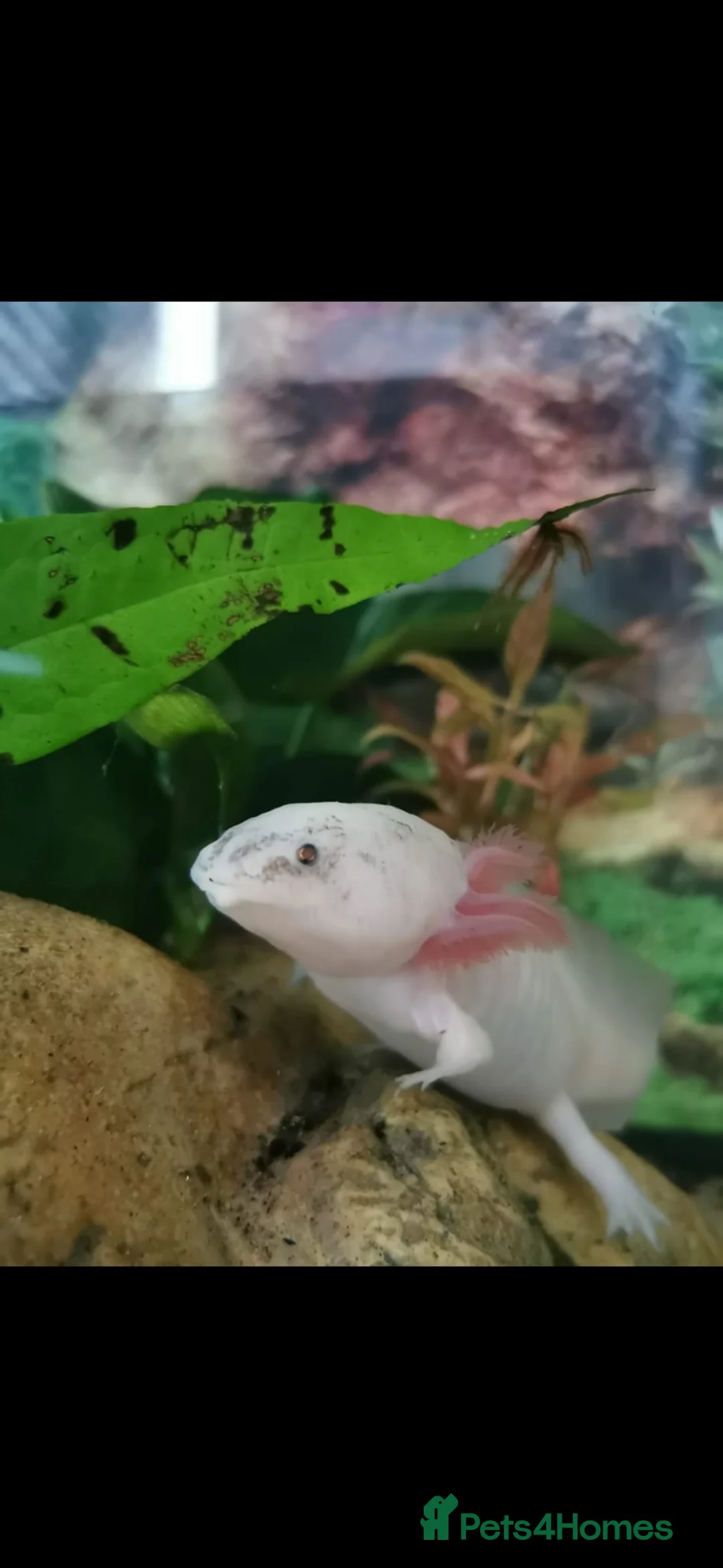 Axolotl reptiles for sale: 2 Axolotls plus set up in Stourbridge - Advert 2