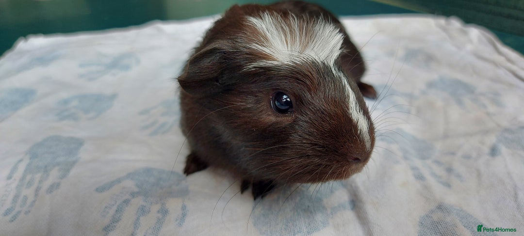 Guinea Pig rodents for sale: Beautiful baby Guinea Pigs - Image 7