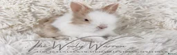 Lionhead rabbits for sale: Fully Vaccinated Lionhead Brothers  - Advert 6