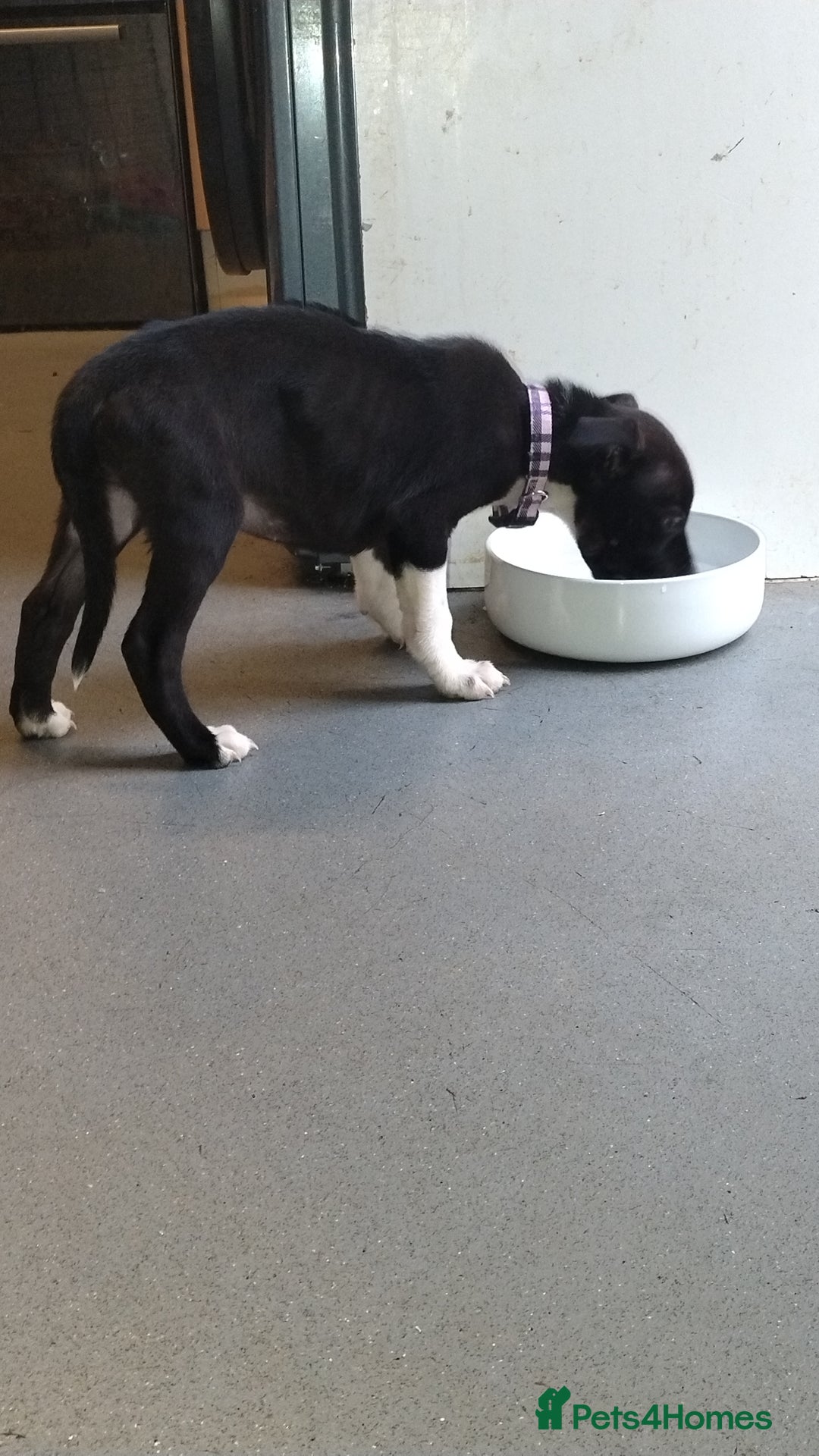 Mixed Breed dogs for sale: This is raven - Advert 5