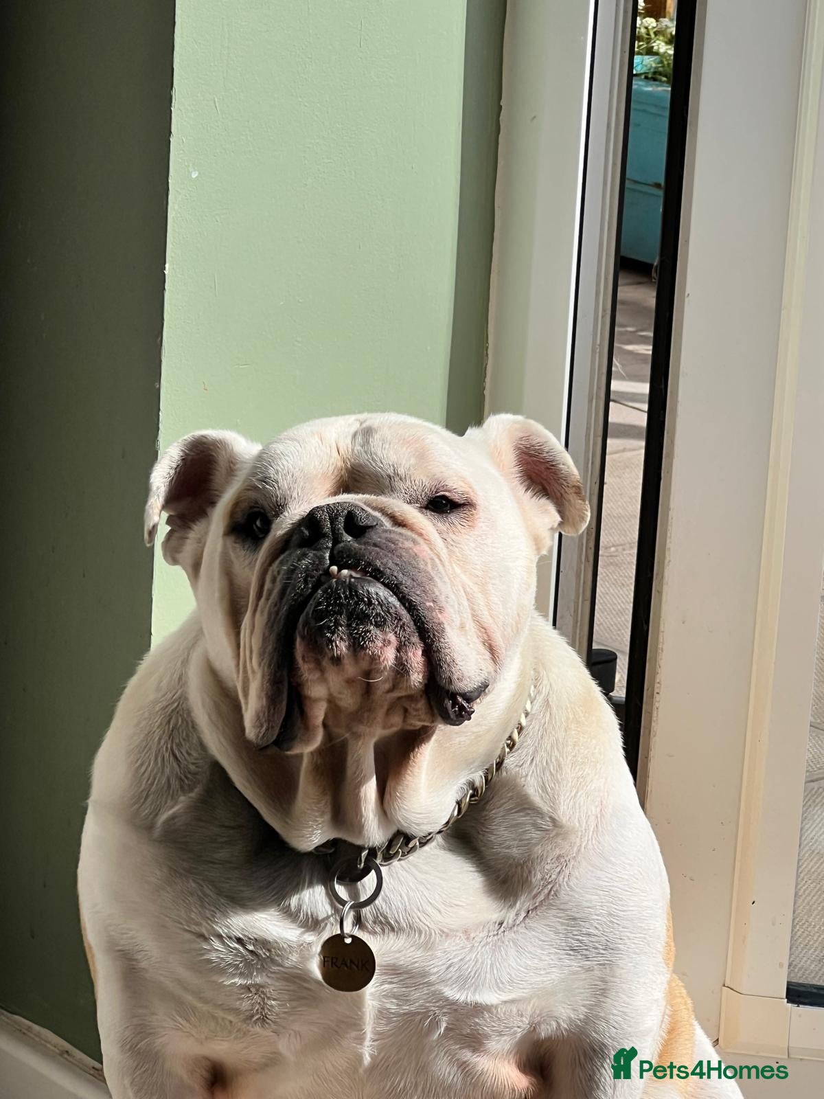 English Bulldog dogs English bulldog looking for a new home - Advert 1