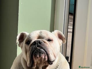 English Bulldog dogs English bulldog looking for a new home - Advert 5