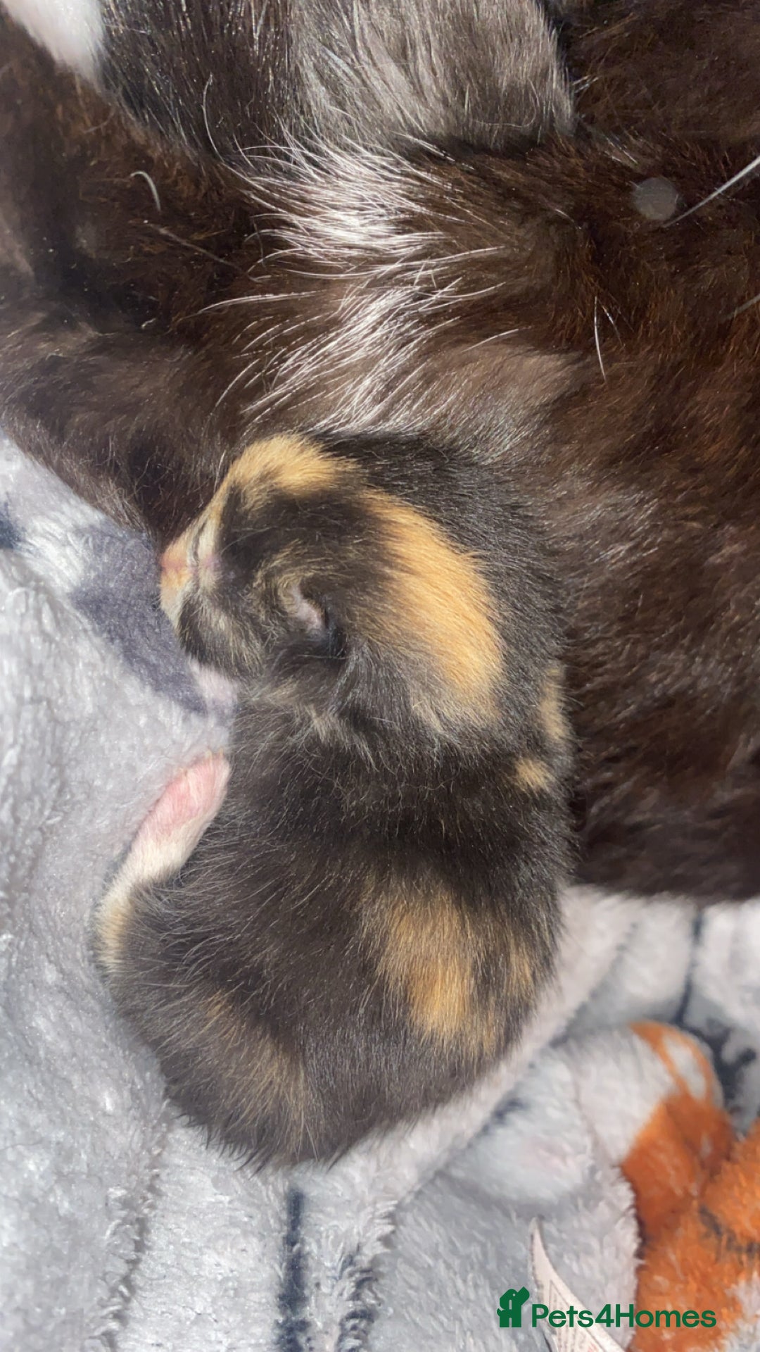 Mixed Breed cats for sale: Tuxedo and tabby kittens ready 2 February  - Advert 2