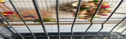 Ringnecks birds for sale: Ringneck & full cage set up  in Basildon - Advert 4