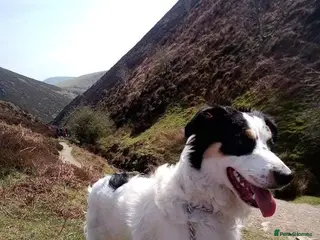 Border Collie dogs Beautiful litter of red merle border collies - Advert 1