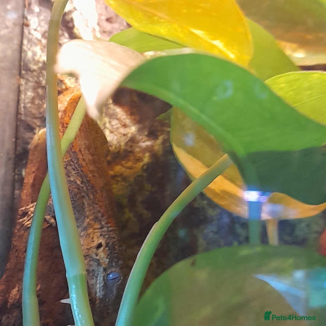 Gecko reptiles for sale: Geckos Fish Frogs full setups - Image 24