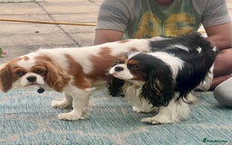 Cavalier King Charles Spaniel dogs for sale: Champion Sired KC Reg Cavalier King Charles  - Image 4