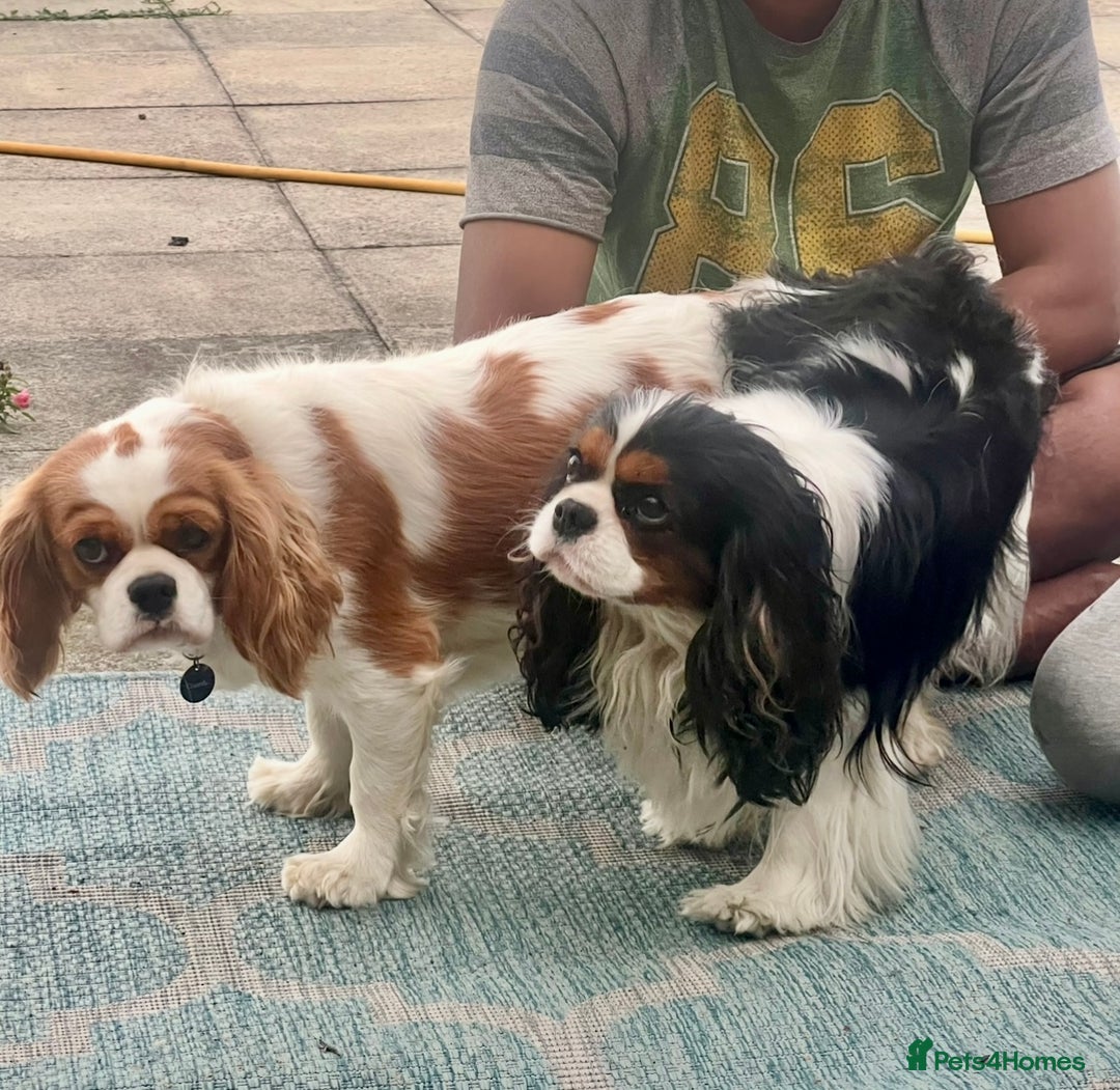 Cavalier King Charles Spaniel dogs for sale: Champion Sired KC Reg Cavalier King Charles  - Image 4