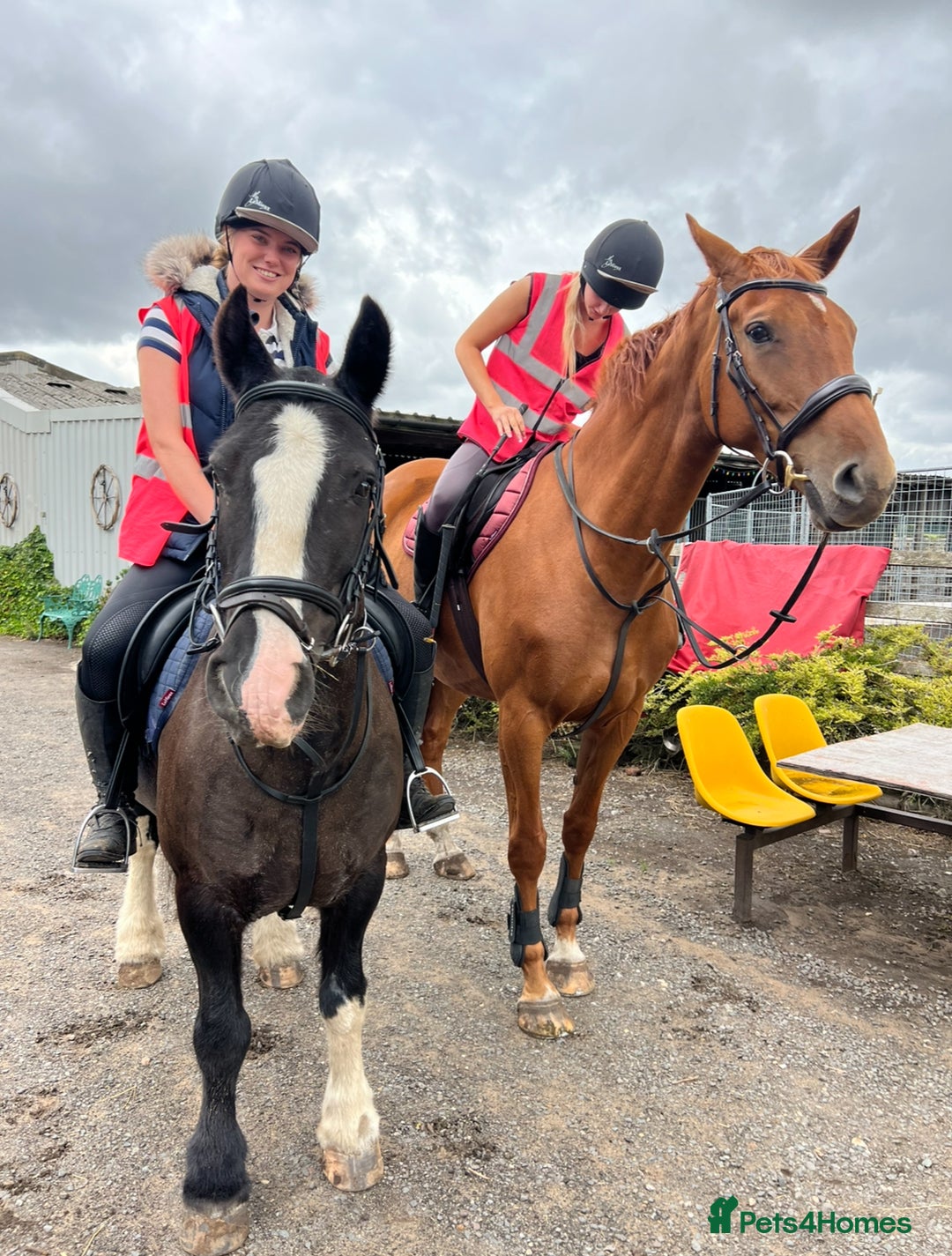 Irish Cob horses for sale: 13.1/13.2 Low Level All Rounder Cob Gelding  - Image 2