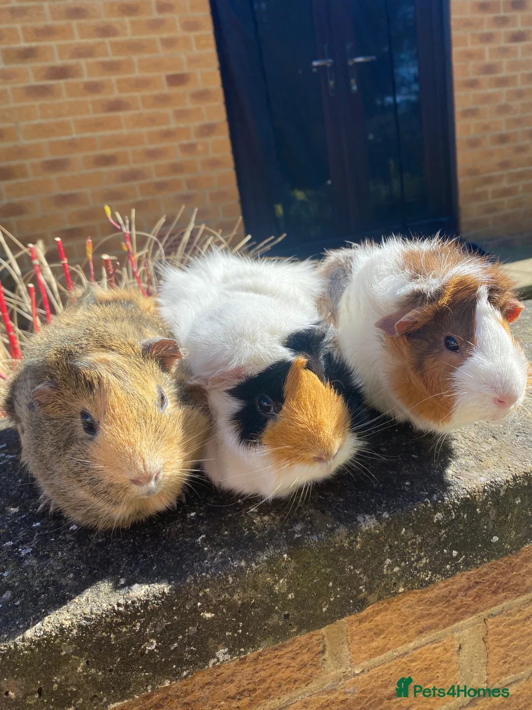 Guinea Pig rodents for sale: Trio of Female Guinea Pigs + Male Guinea  - Advert 2