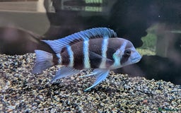 Cichlids fish for sale: 1stGen Tank Bred Frontosa Blue Zaire Moba  - Image 1