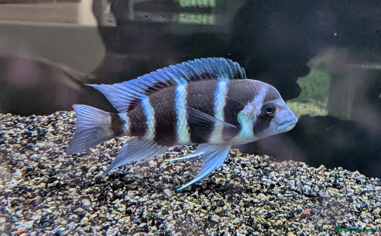 Cichlids fish - Advert 2