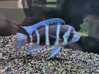 Cichlids fish - Advert 16