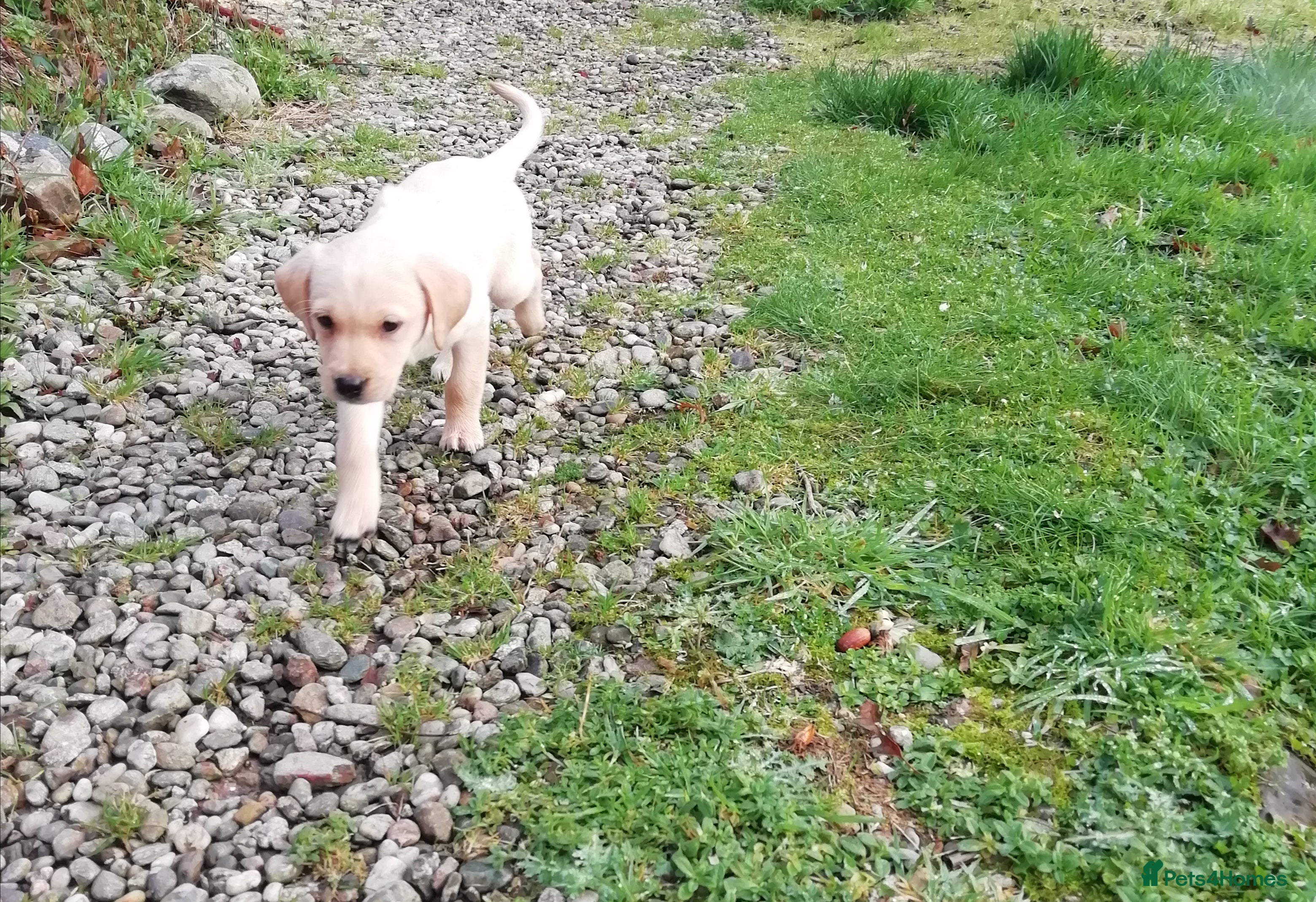 Labrador Retriever dogs Gorgeous KC Registered Labrador Pups - Advert 1