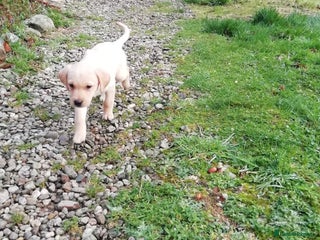 Labrador Retriever dogs Gorgeous KC Registered Labrador Pups - Advert 11