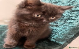 British Shorthair cats for sale: British shorthair chocolate brown mocha kitten - Advert 3