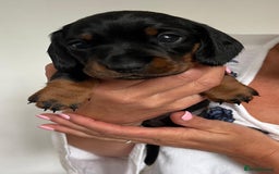 Miniature Dachshund dogs for sale: Two beautiful, sweet natured little boy puppies  - Image 10