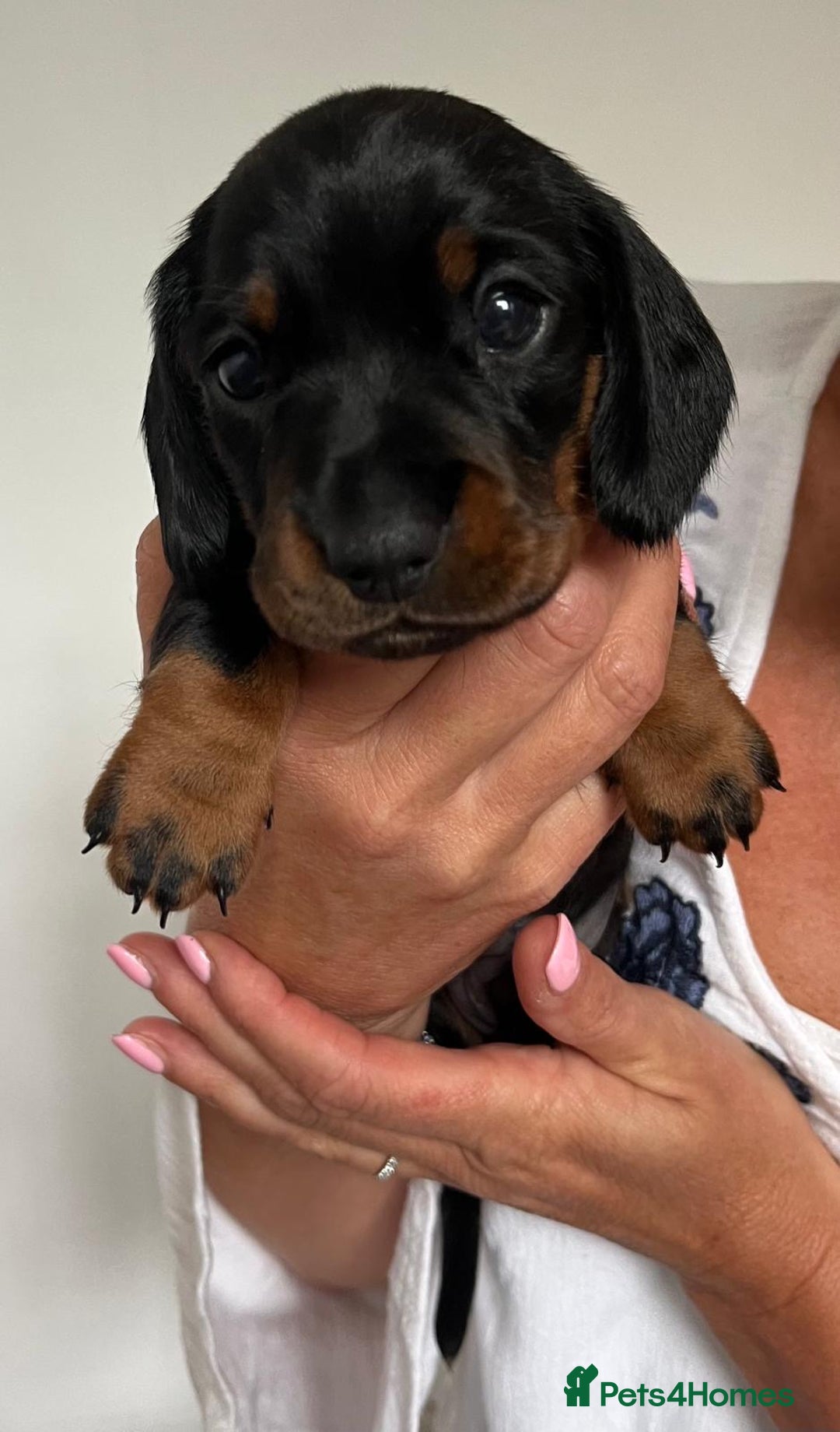 Miniature Dachshund dogs for sale: Two beautiful, sweet natured little boy puppies  - Image 10