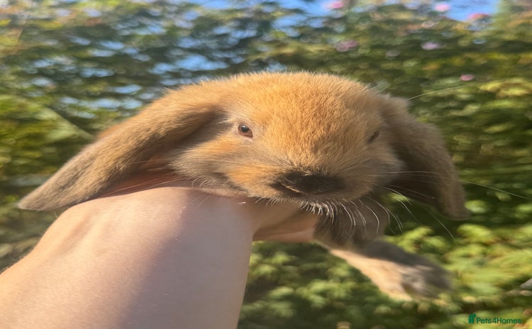 Mini Lop rabbits - Advert 13