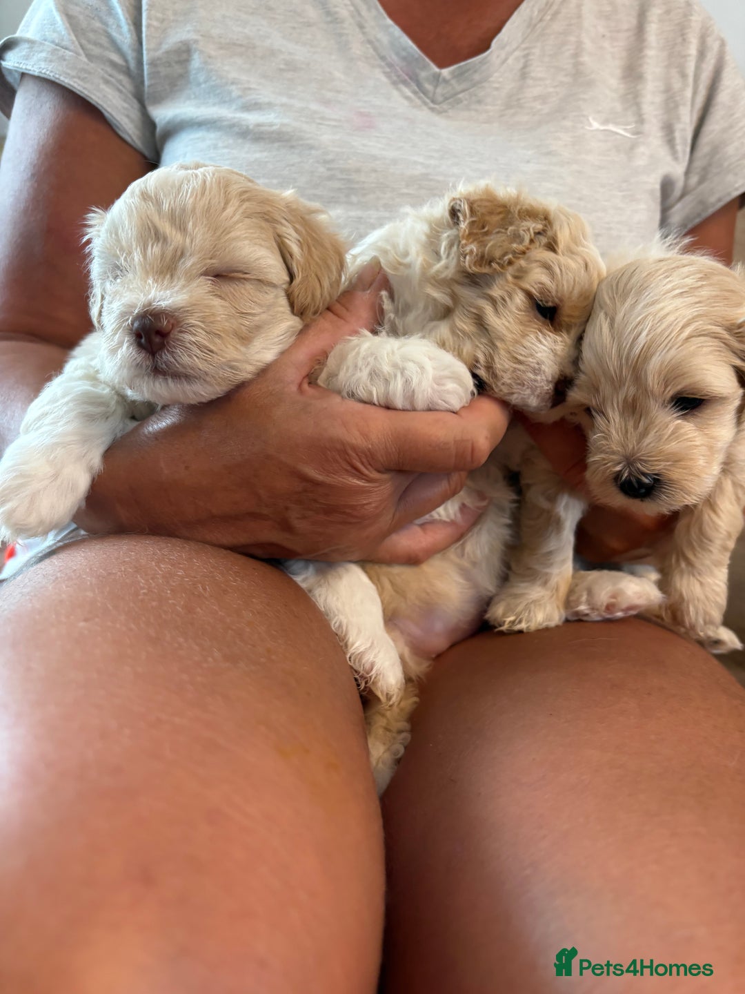 Lhasapoo dogs for sale: Lhasapoo puppies - Image 5