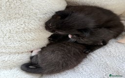 Mixed Breed cats for sale: Adorable Exotic X DSH 🐾  - Image 6