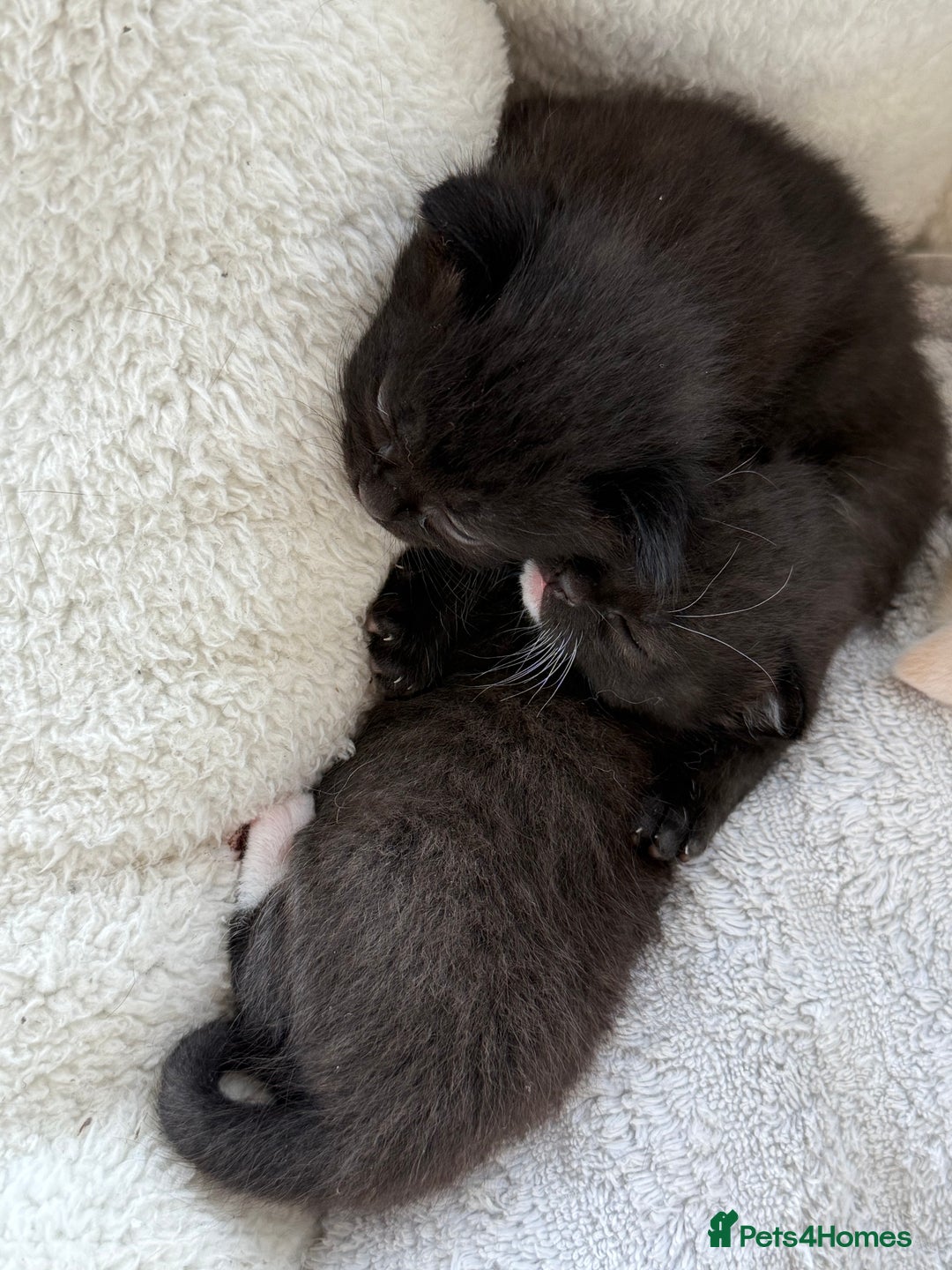 Mixed Breed cats for sale: Adorable Exotic X DSH 🐾  - Image 6