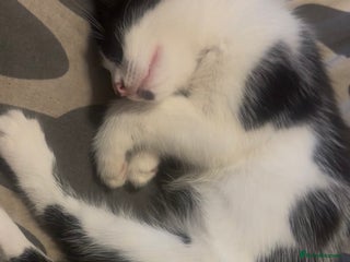 Ragdoll cats for sale: Beautiful ragdoll x Mainecoon kittens for sale - Advert 2