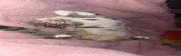 Bengal cats for sale: Beautiful bengal female cat  - Advert 4
