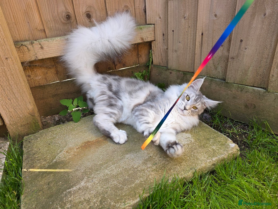 Maine Coon cats for sale: Affectionate & Handsome Purebred Maine Coon Boy  - Image 16