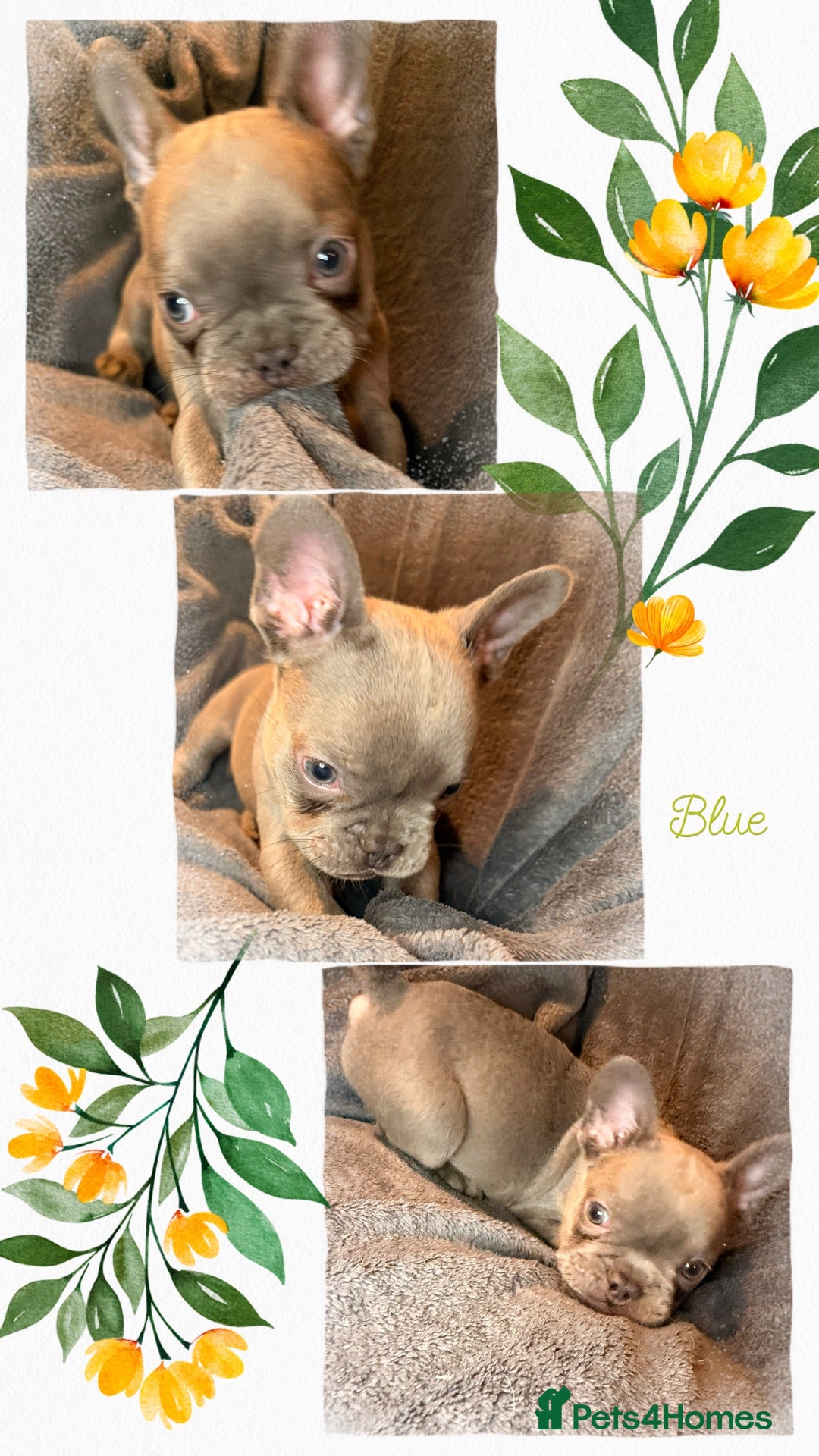 French Bulldog dogs Pedigree visual fluffy and fluffy carriers - Advert 2