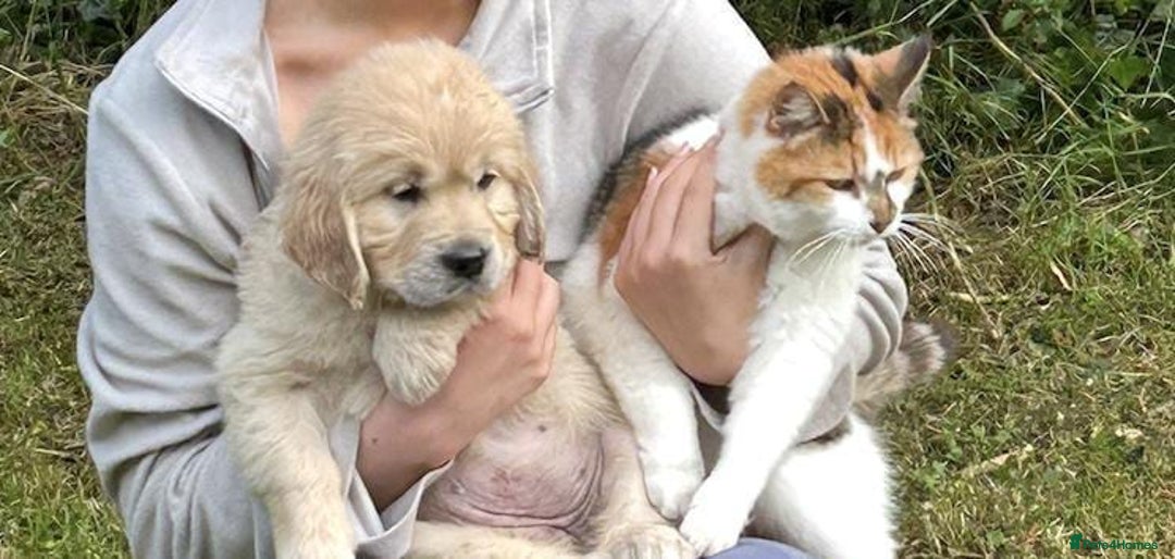 Golden Retriever dogs for sale: Beautiful golden retriever puppies  - Image 4