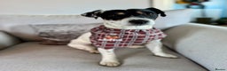Jack Russell dogs for stud: Stud available  - Advert 2